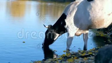 大黑白牛喝着河里的水，继续往前走..